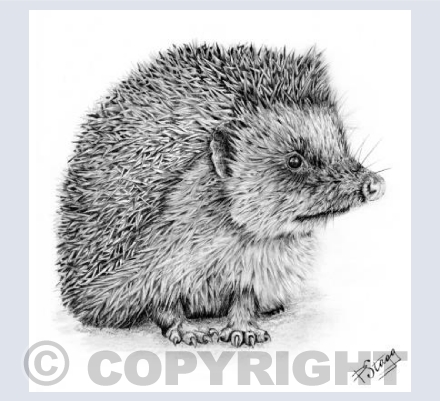 Hedgehog