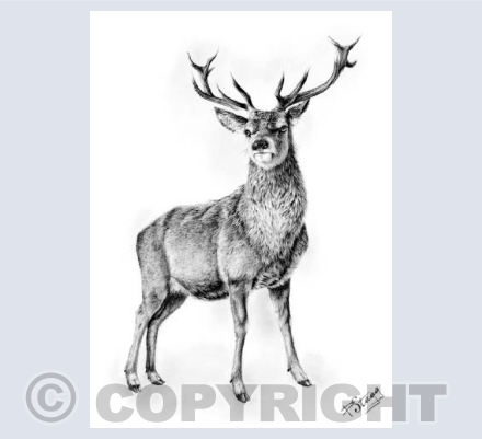 Pencil Stag