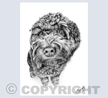 Cockapoo