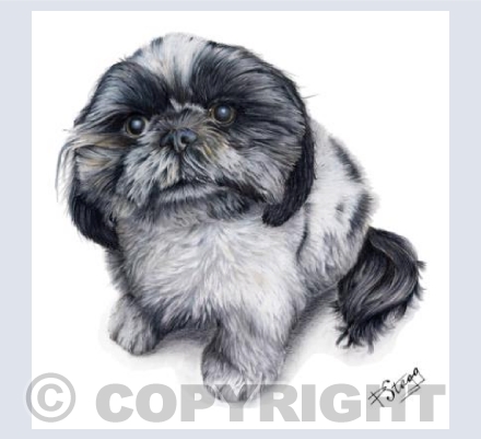 Shih-tzu