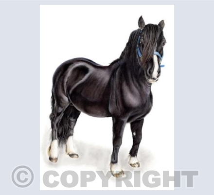 Black Horse