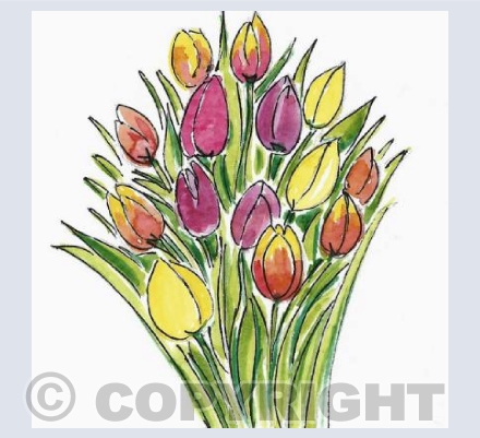 Tulips (multicolour)