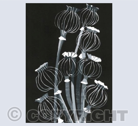 Poppy Seed Heads