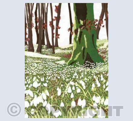 Snowdrop Woods