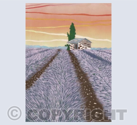 Lavender Fields