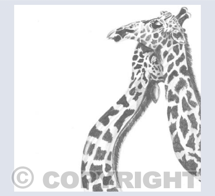 'Giraffes'