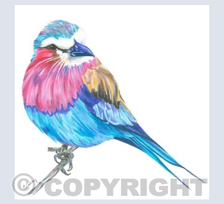 Colourful Bird