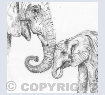 'Elephants'