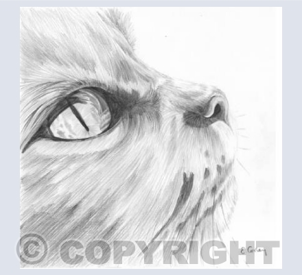 'Cats Eyes'