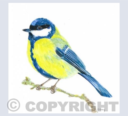 'Blue Tit'