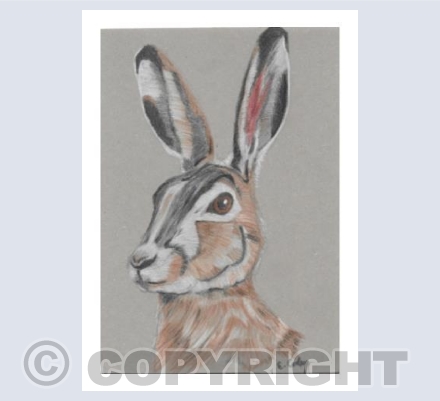 'Cotswold Hare'