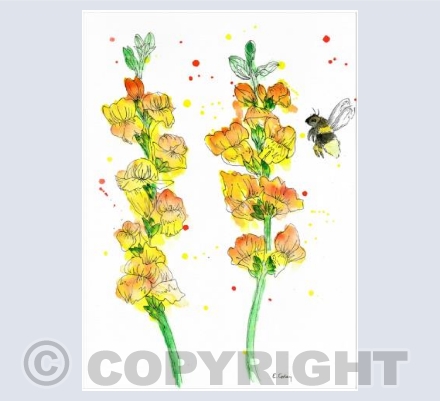 'Snap Dragon & Bee'