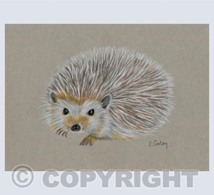 'Little Hedgehog'