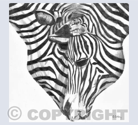 Zebras