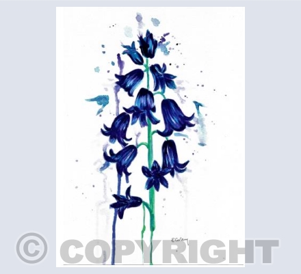 Bluebells