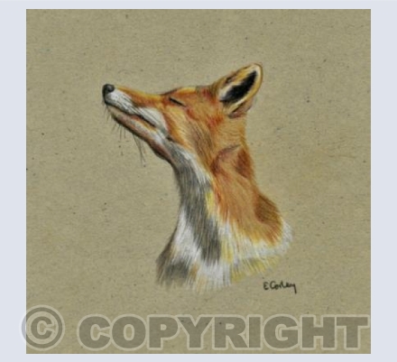 'The Sniffing Fox'