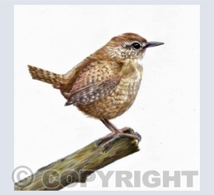 Wren