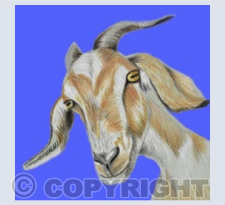 Farmyard Collection GOAT