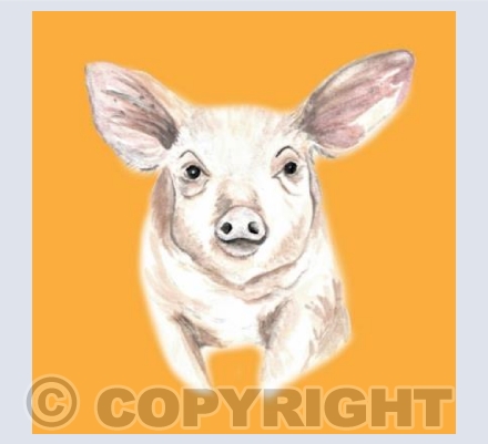Farmyard Collection PIG
