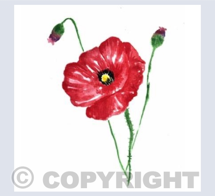 Cottage Garden Collection POPPY