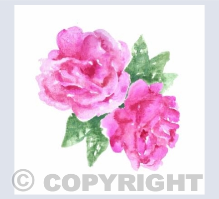 Cottage Garden Collection ENGLISH ROSE