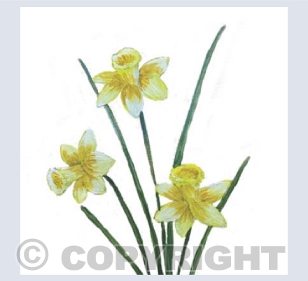 Daffodils