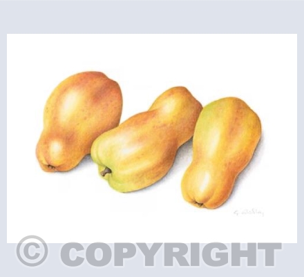 Apple 'Pink Pear Apple'