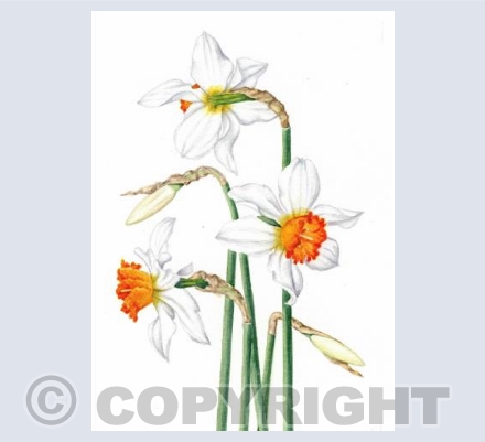 Narcissus 'Will Scarlett'