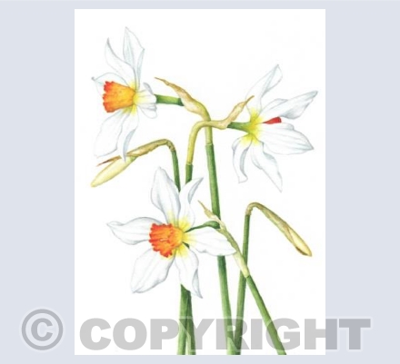 Narcissus 'Lucifer'