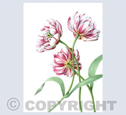Dutch Tulips