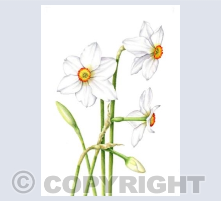 Narcissus 'Actaea'