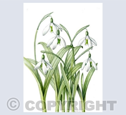Galanthus Maidwell L
