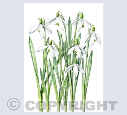 Galanthus Mrs Macnamara