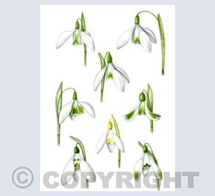 8 Snowdrop Flowerheads