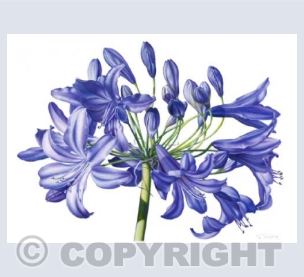 Agapanthus