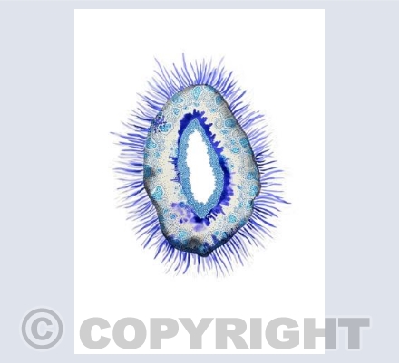 Space Urchin