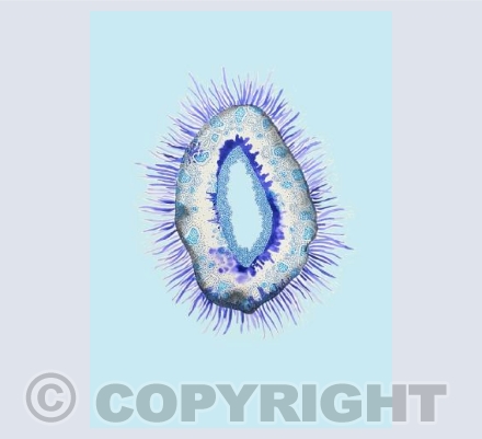 Space Urchin Blue