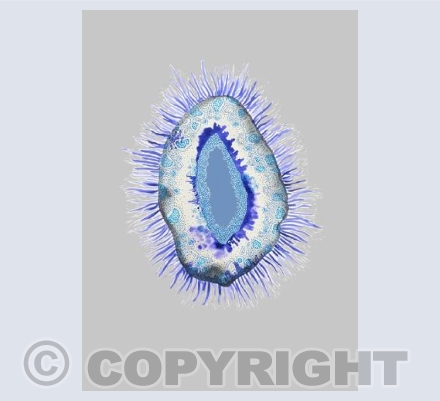 Space Urchin Grey