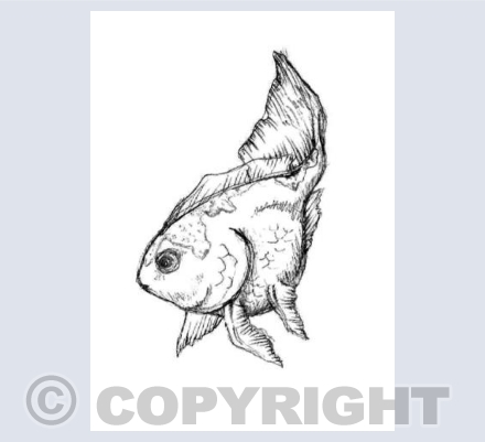 Fishywishy