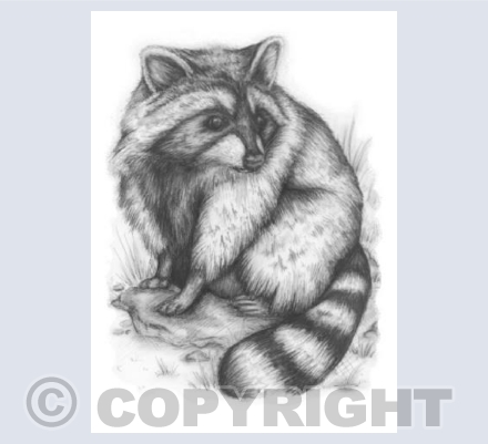 Machen Raccoon
