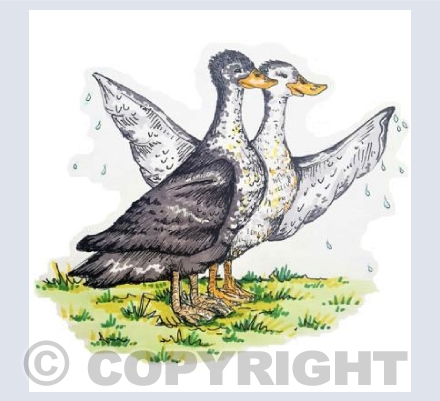 Muddle Ducks