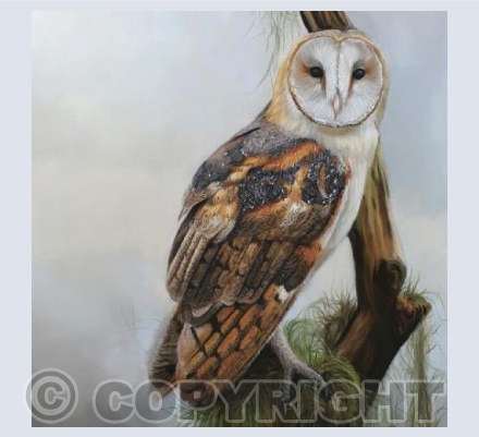 Barn Owl 