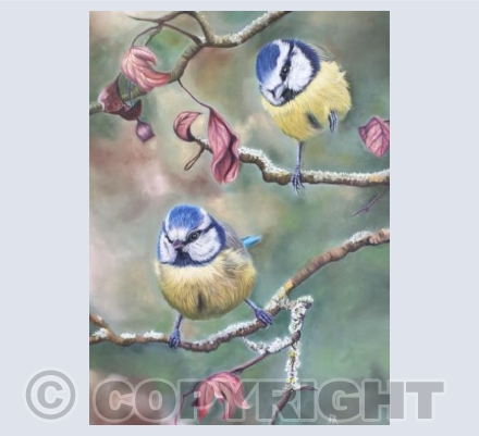Pair of Blue Tits 