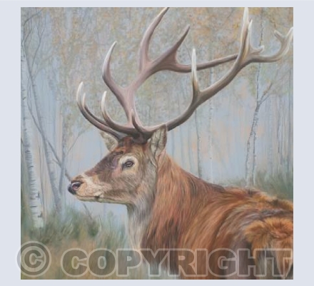 Stag in the woods