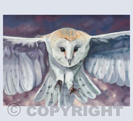 Flying Barn Owl 