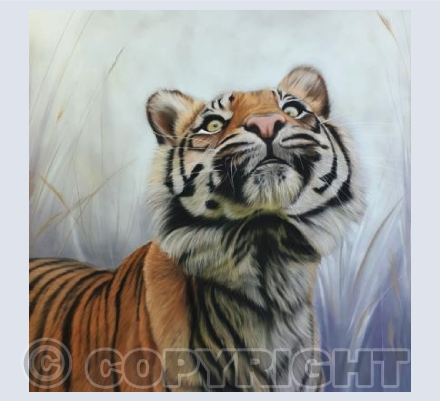 Tiger Prince (Square version)