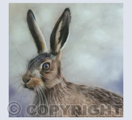 Young Hare (square version)