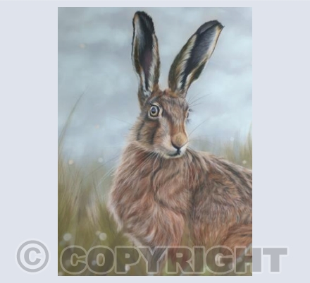 Sassy Hare 