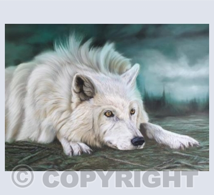 Artic Wolf 
