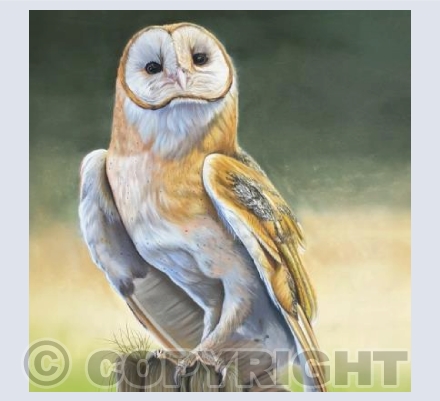 Barn Owl 